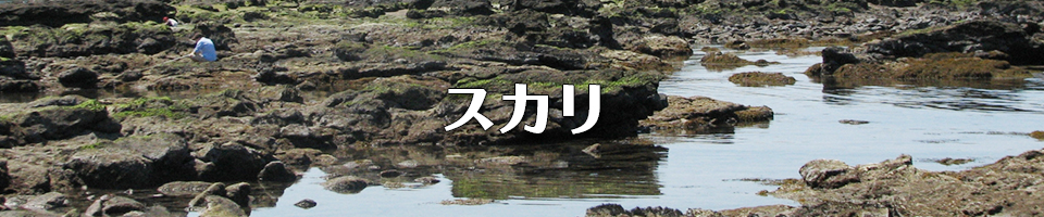 スカリ アーカイブ - 釣り用品のメーカー｜タカ産業株式会社釣り用品のメーカー｜タカ産業株式会社