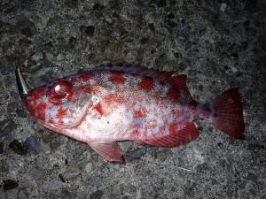 P8050025