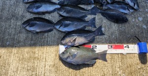 41975d3c-bb0a-487c-ada9-2fd862af28d2-1_all_10644